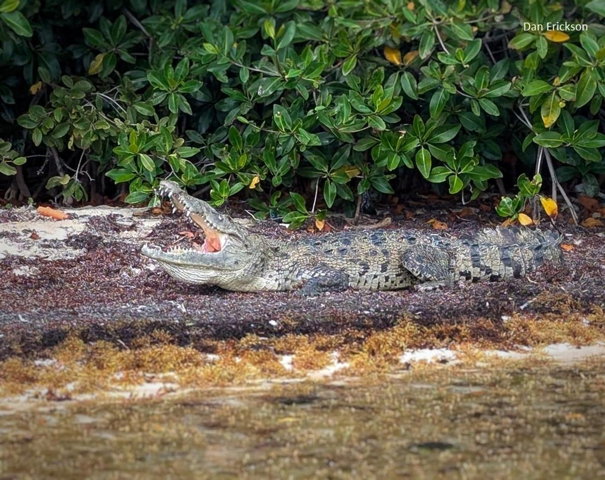 Tulum Shines in Global City Nature Challenge with Over 360 Species Recorded Tulum Shines in Global City Nature Challenge with Over 360 Species Recorded