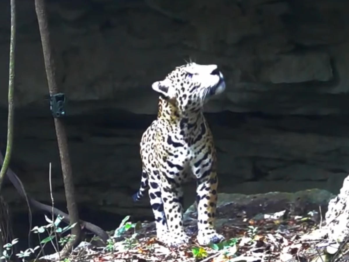 A jaguar enters the cenote, and the forest holds its breath A jaguar enters the cenote, and the forest holds its breath