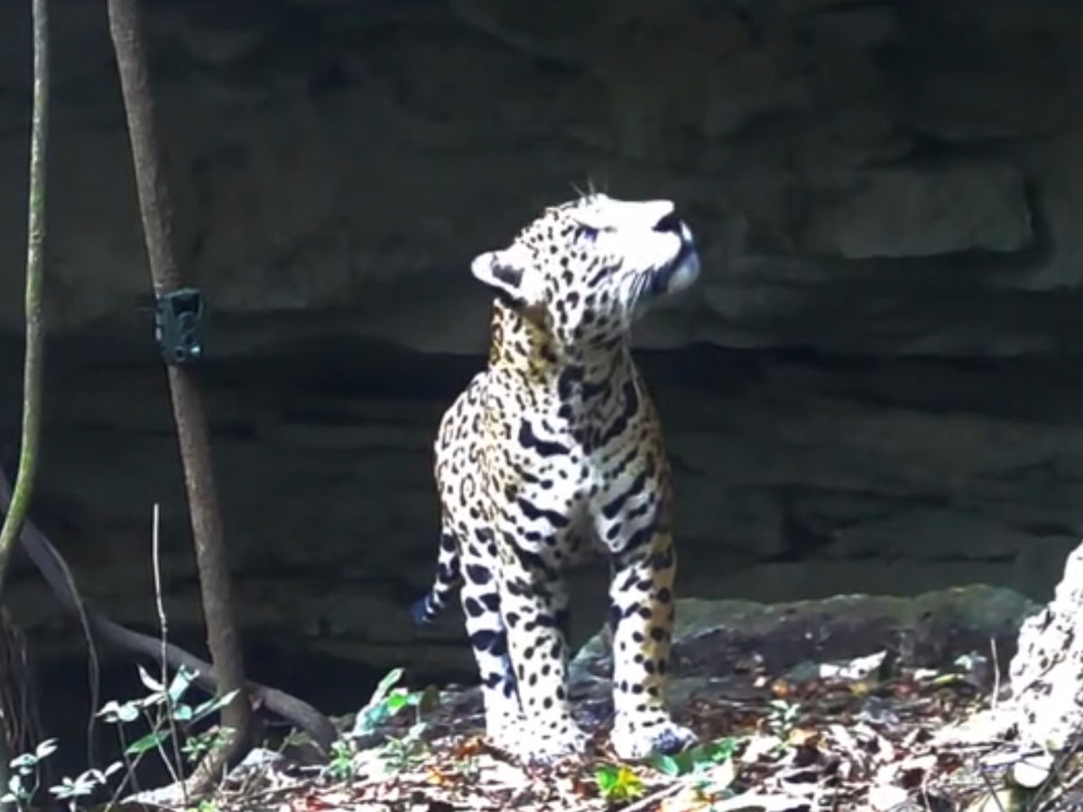 A jaguar enters the cenote, and the forest holds its breath