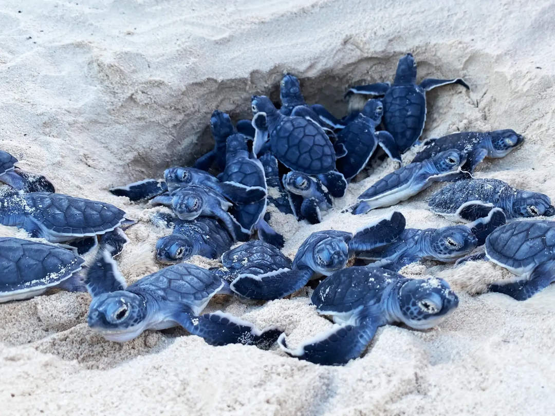 Urgent Calls for Enhanced Sea Turtle Conservation in Tulum