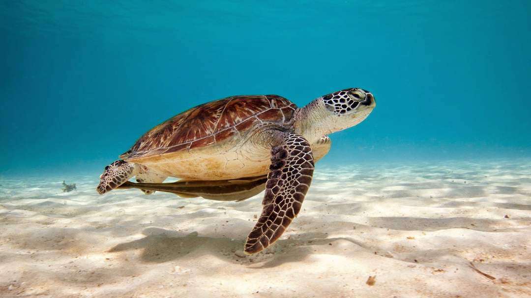 Call to Expand Marine Turtle Sanctuary Gains Momentum in Coastal Mexico