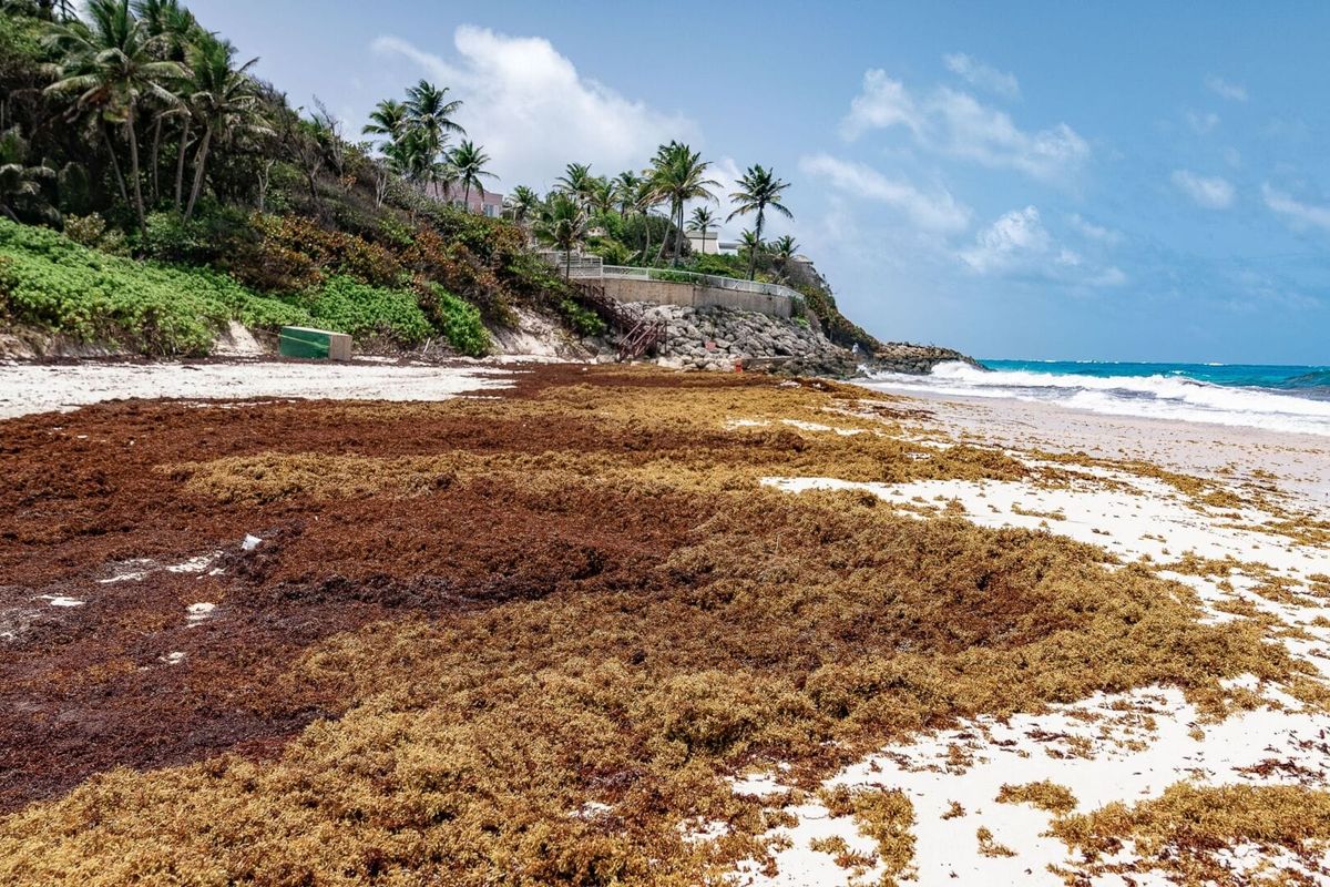 Riviera Maya Battles Record-Breaking Sargassum Invasion in 2025