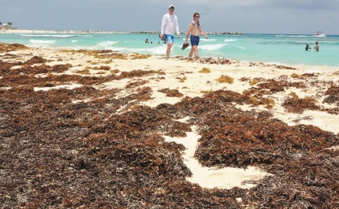 Atlantic’s Sargassum frontline faces record 40 million ton surge Atlantic’s Sargassum frontline faces record 40 million ton surge