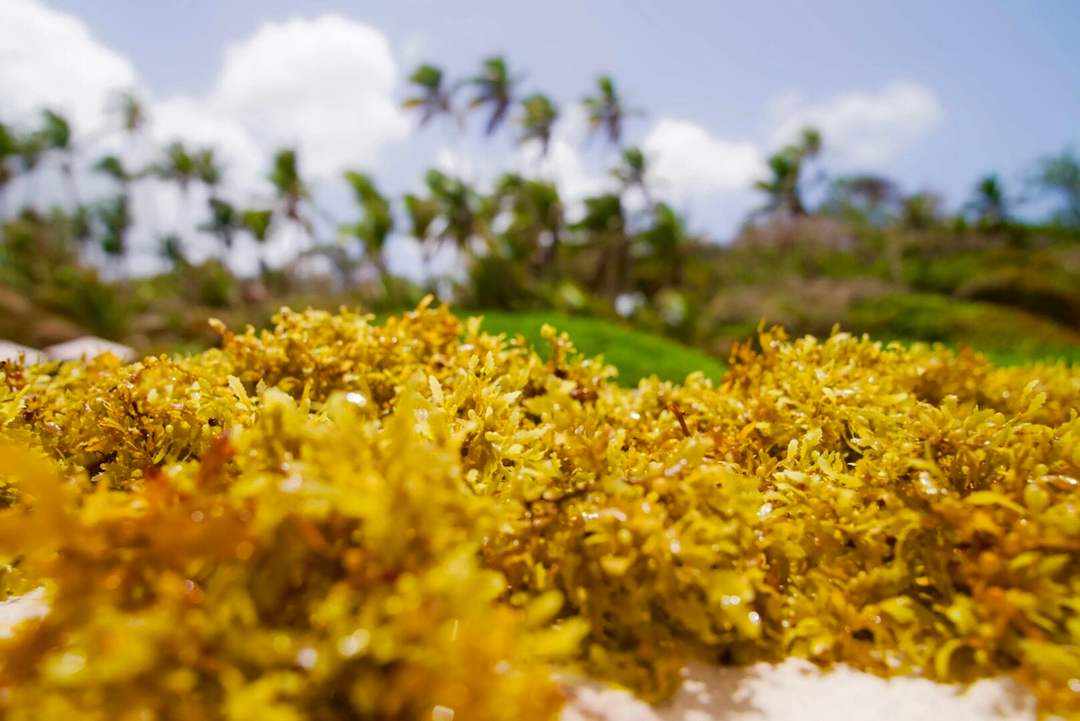 Sargassum Decimates Caribbean Mexico Tourism