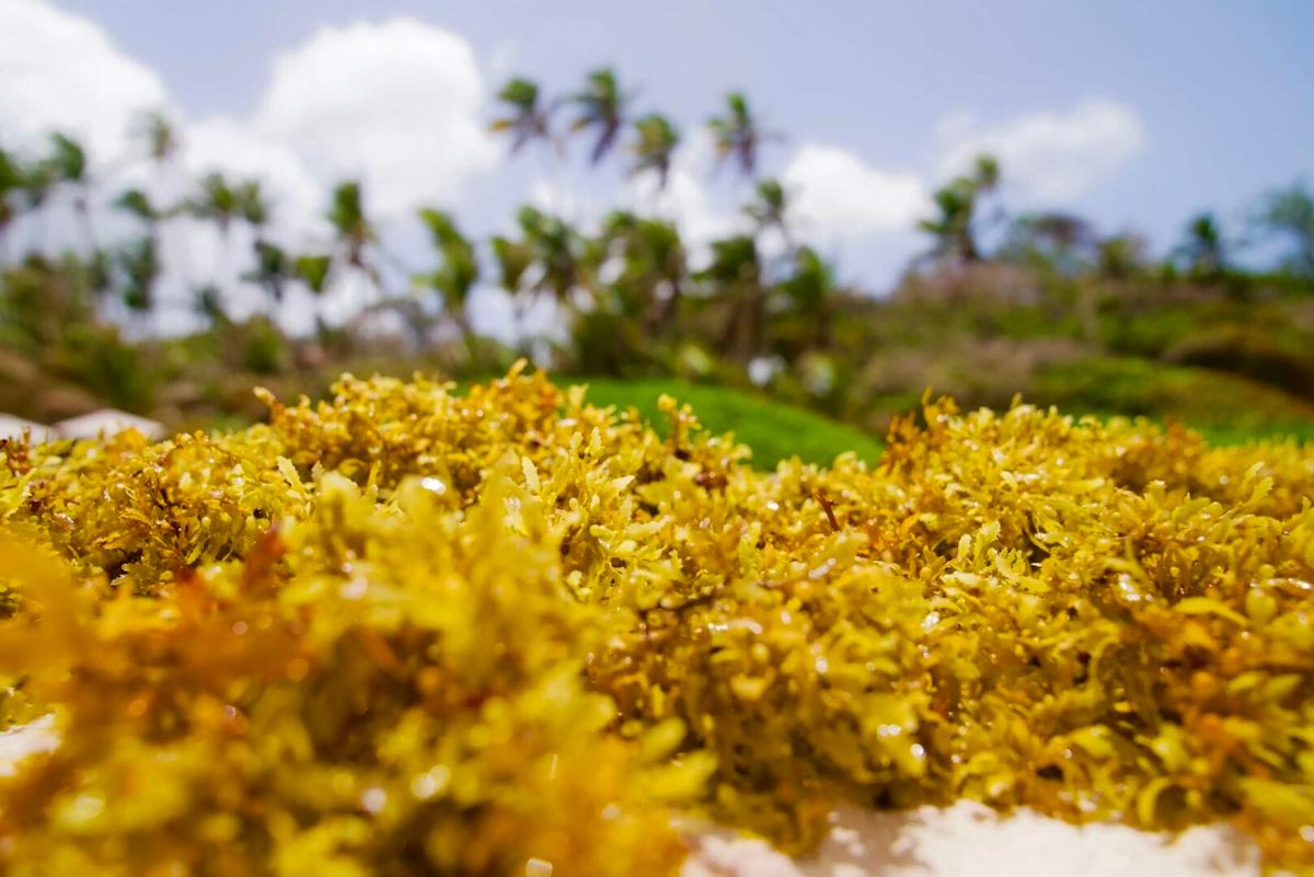 Sargassum Decimates Caribbean Mexico Tourism Sargassum Decimates Caribbean Mexico Tourism