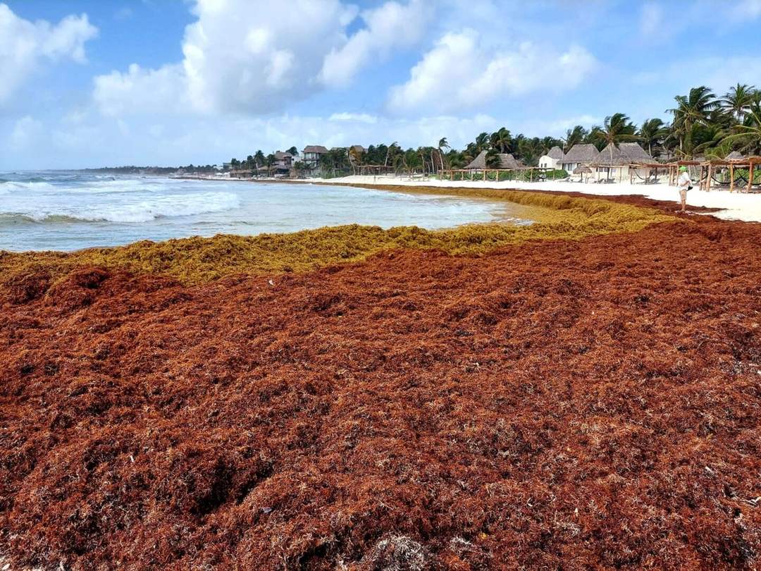 Inaction on sargassum threatens Tulum’s economy and ecology