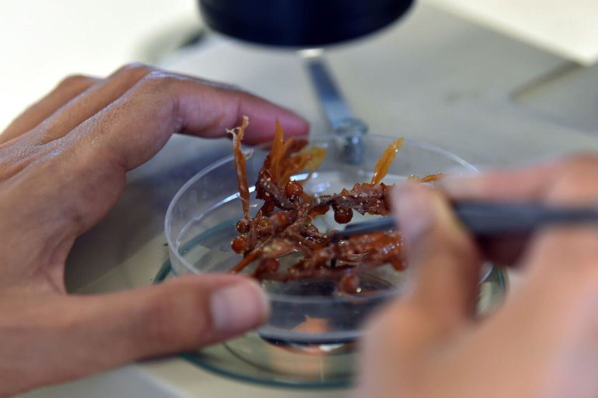 Turning Seaweed into Opportunity in the Riviera Maya