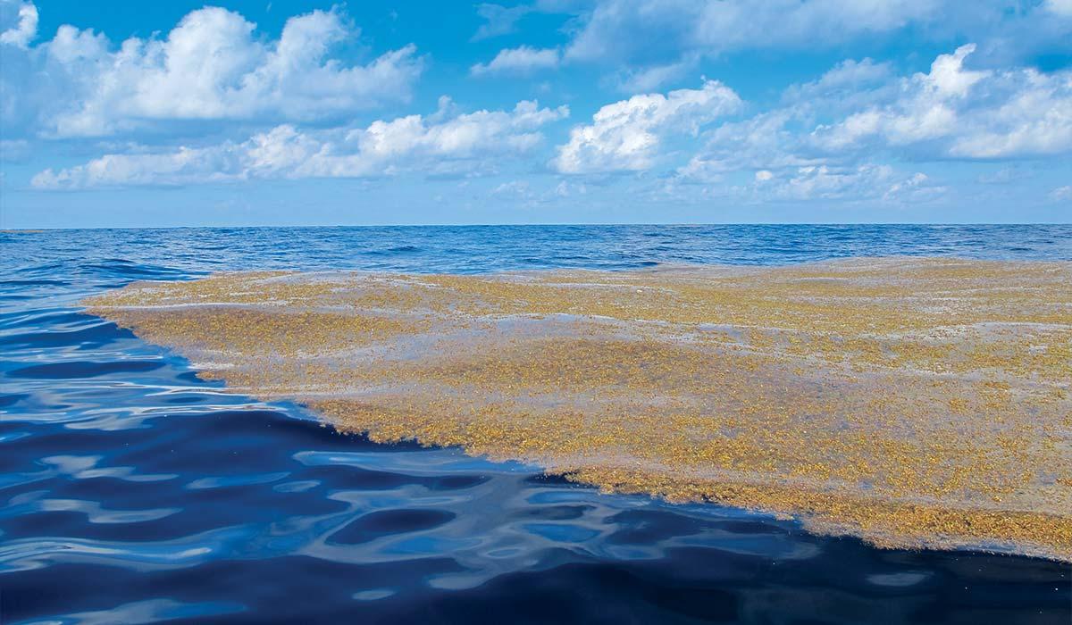 Unprecedented Sargassum Belt Threatens Mexican Caribbean Unprecedented Sargassum Belt Threatens Mexican Caribbean