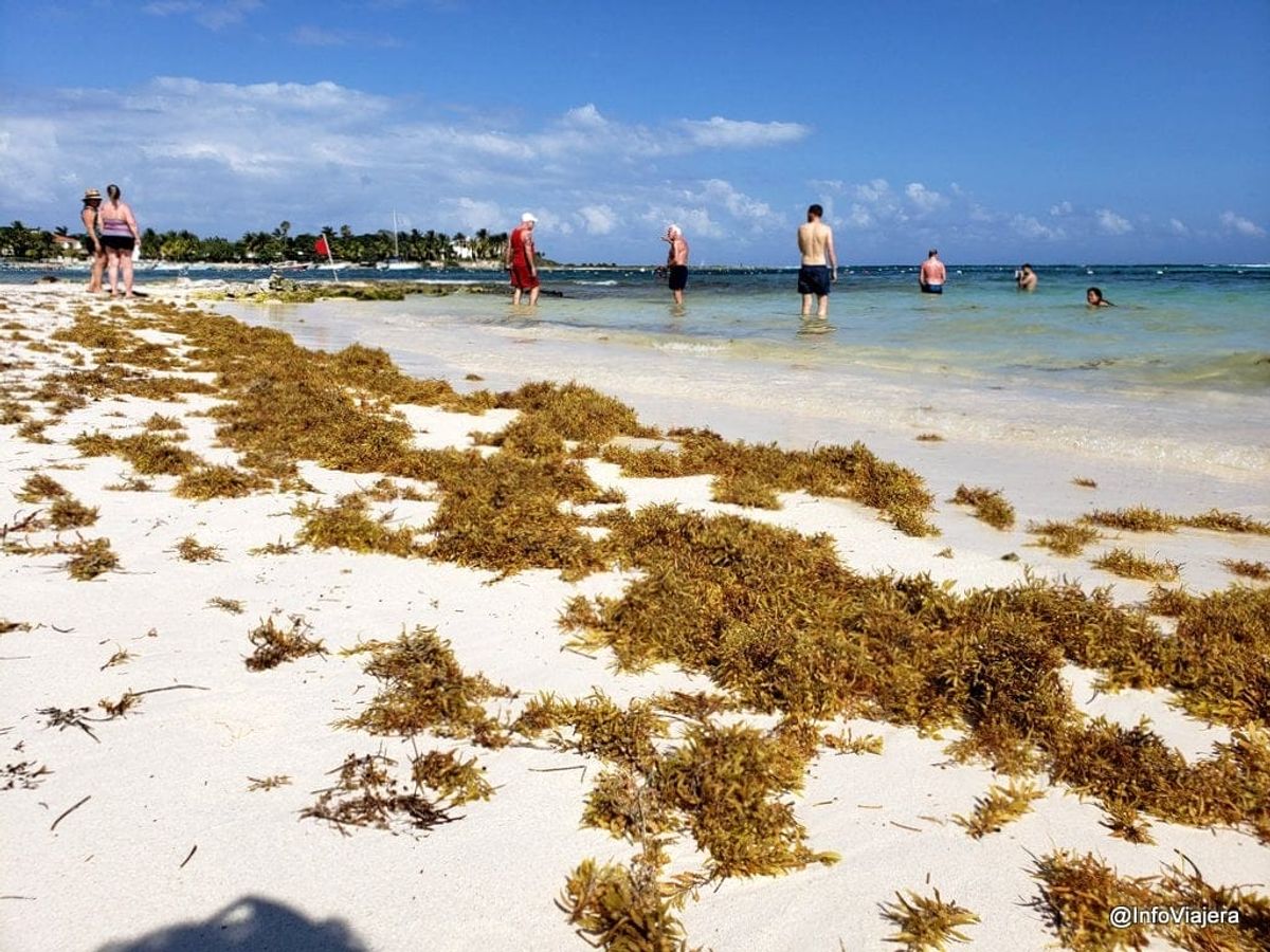 Hotels Intensify Work Amid Sargassum Influx