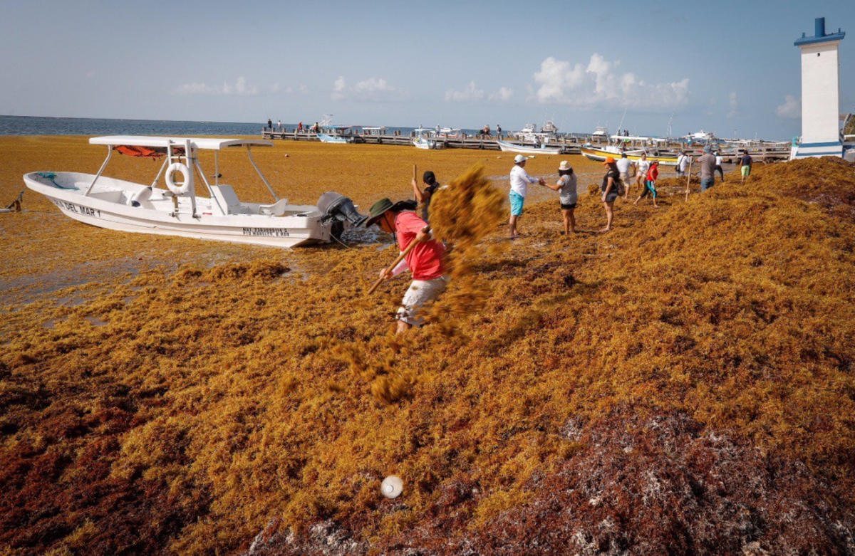 Sargassum in Mexico 2025: Beaches Braced for Record Seaweed Sargassum in Mexico 2025: Beaches Braced for Record Seaweed