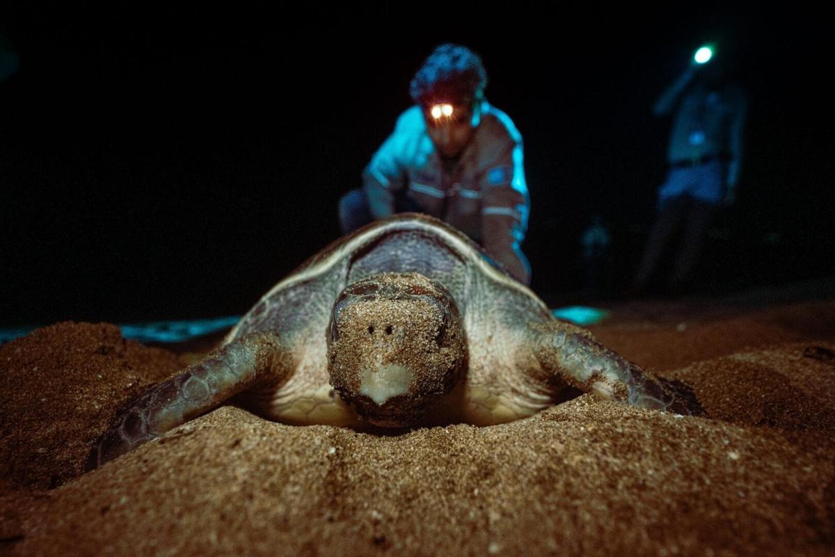 Sea turtle nesting in Tulum stirs hearts and science Sea turtle nesting in Tulum stirs hearts and science