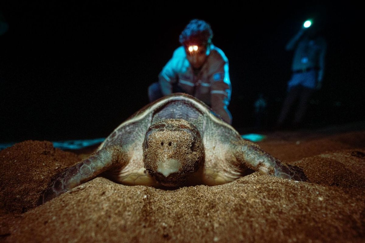 Sea turtle nesting in Tulum stirs hearts and science