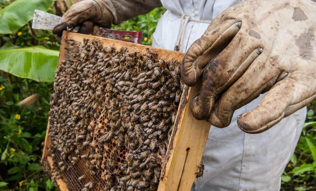 Honey Production Soars for Tulum Beekeepers