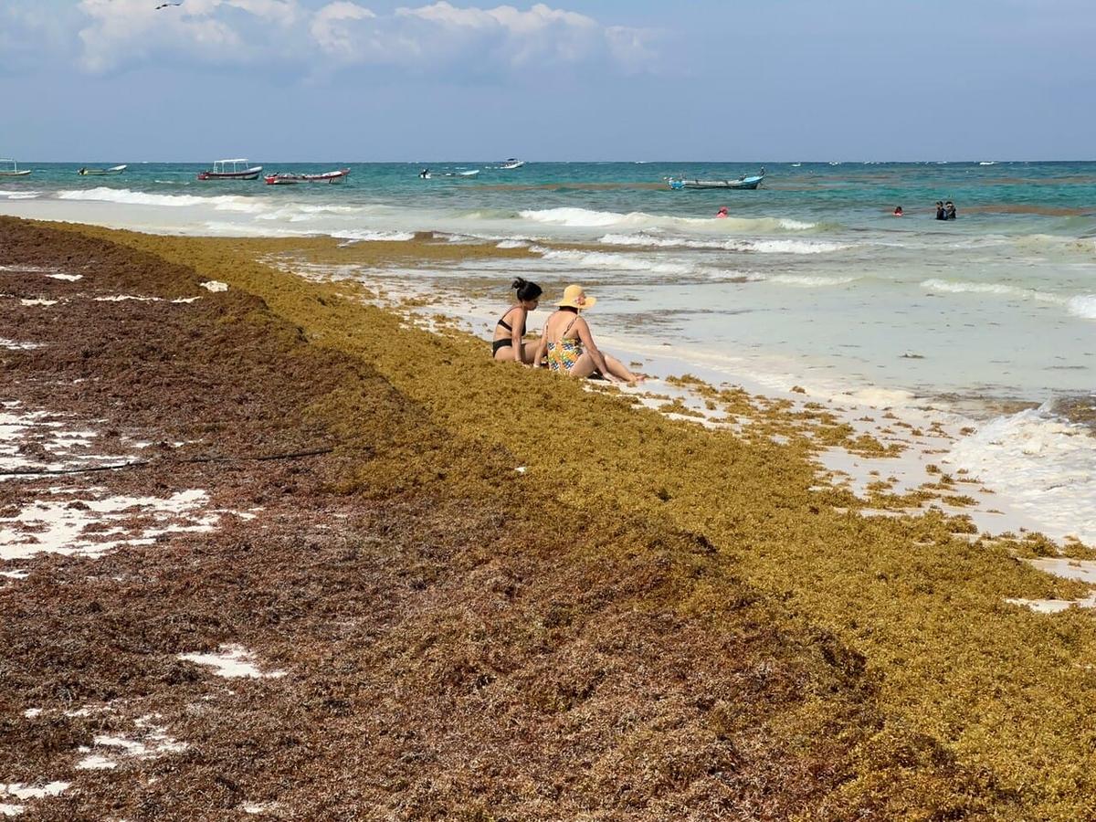 Unprecedented Sargassum Surge Hits Quintana Roo Unprecedented Sargassum Surge Hits Quintana Roo