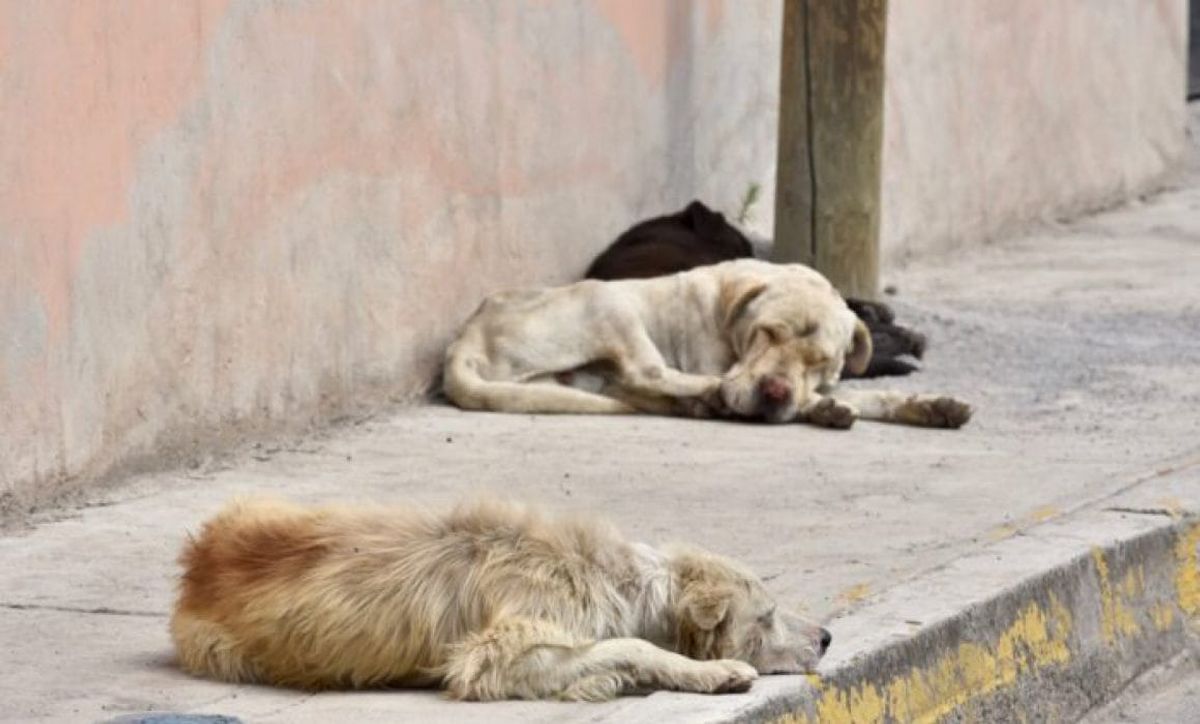 Animal Welfare in Tulum: 5 Key Initiatives You Must Know