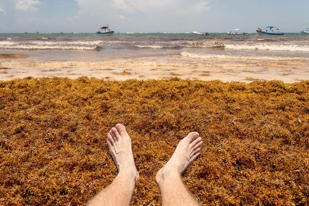 Sargassum in Cancun: Hotels Slam Government Over Lack of Aid