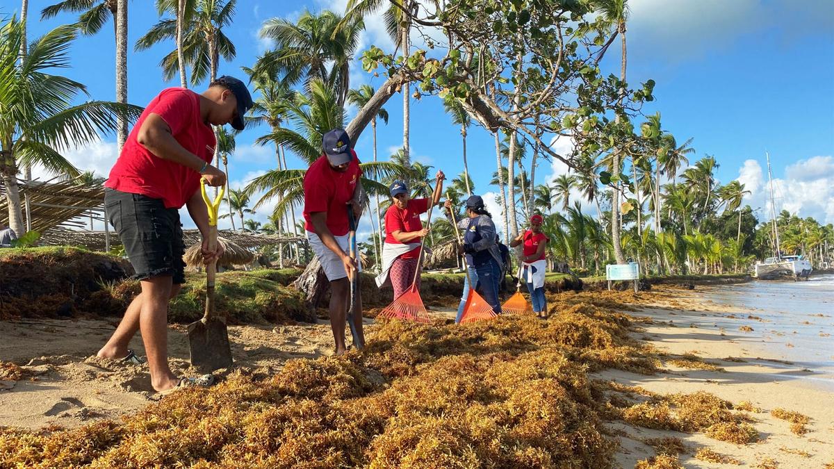 Tulum Sargassum Beach Cleanup Tulum Sargassum Beach Cleanup