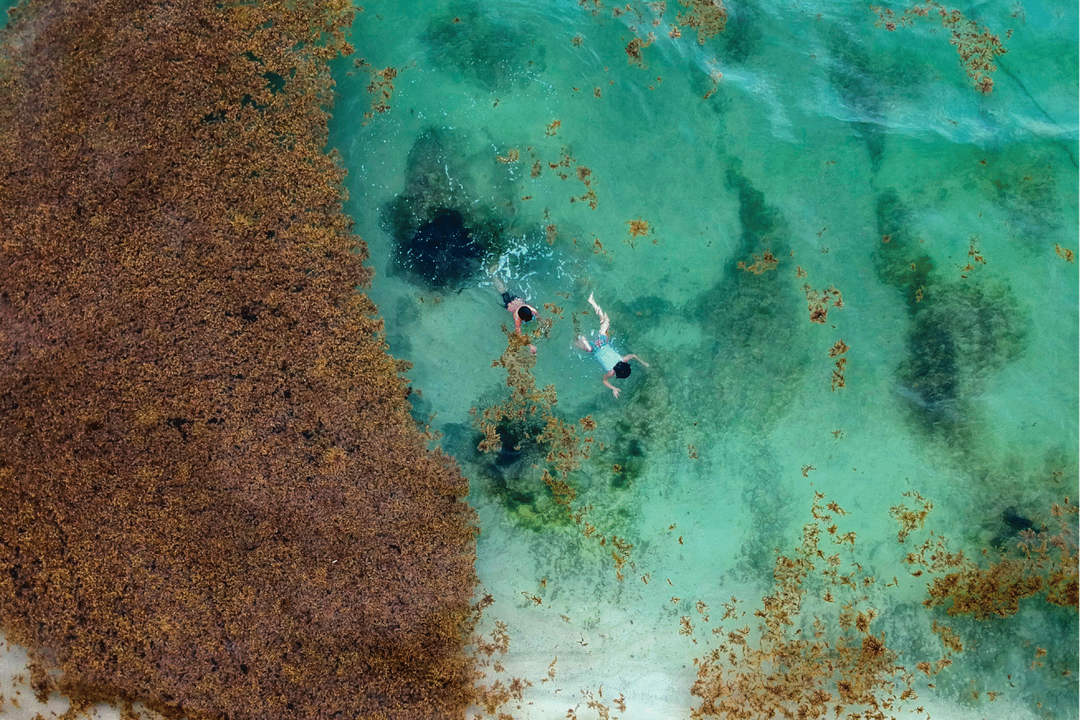 Seaweed crisis escalates along Mexico’s prized shoreline