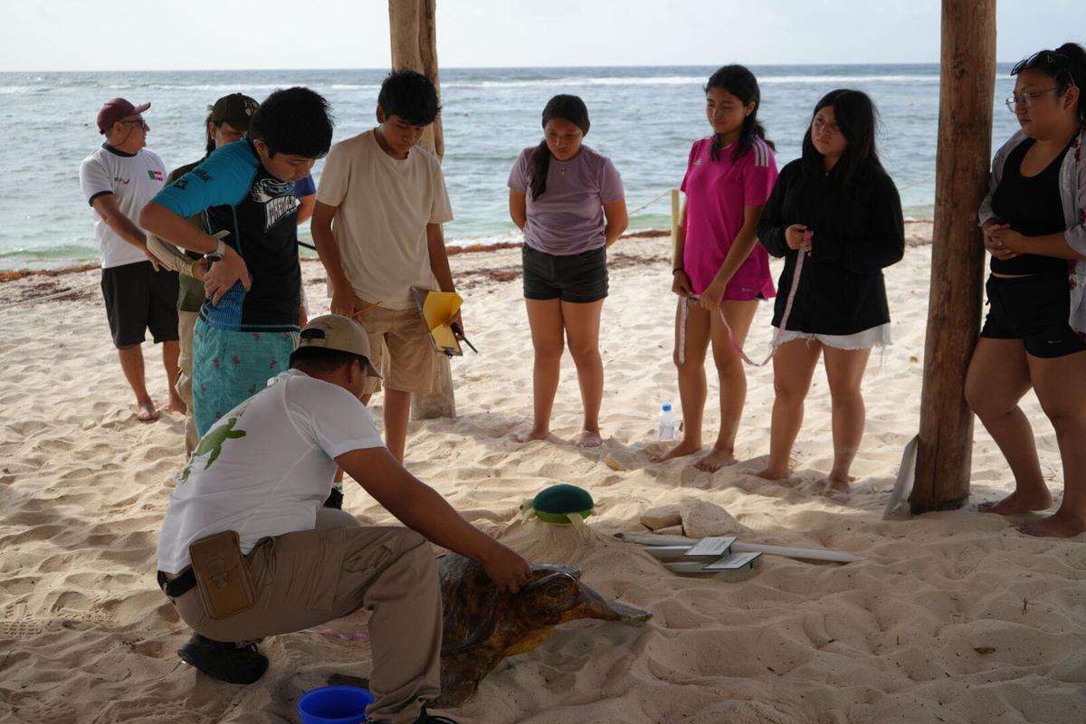 Celebrate World Sea Turtle Day with Community Conservation in Akumal Celebrate World Sea Turtle Day with Community Conservation in Akumal