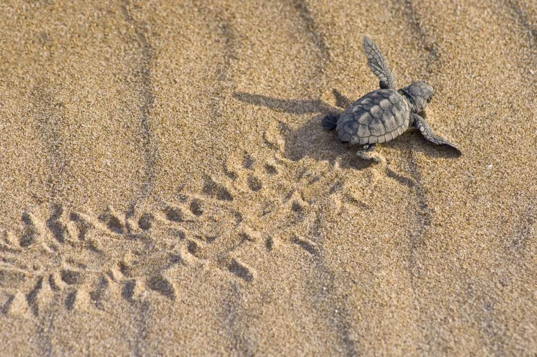 Tulum launches massive coastal effort to protect nesting sea turtles