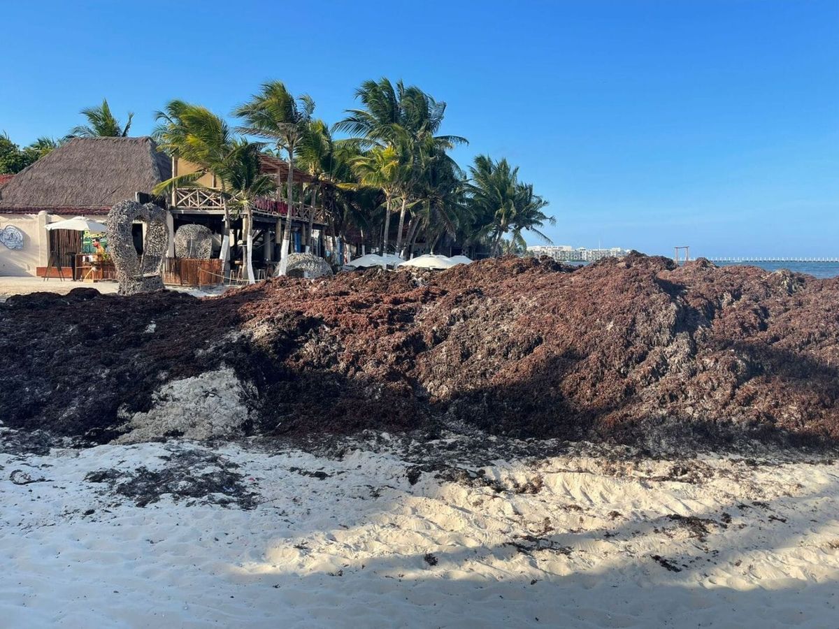 Tulum Sargassum Cleanup Volunteers Remove Tons of Seaweed