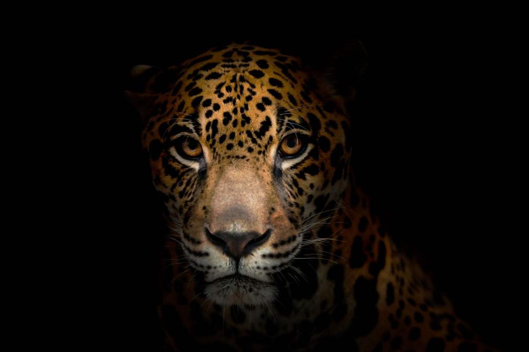 Ghosts of the Jungle
