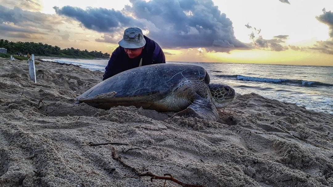 Protect Sea Turtles in Tulum: Urgent Call Demands Your Action