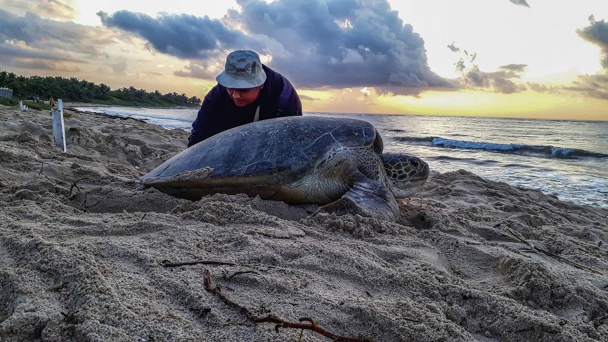 Protect Sea Turtles in Tulum: Urgent Call Demands Your Action Protect Sea Turtles in Tulum: Urgent Call Demands Your Action