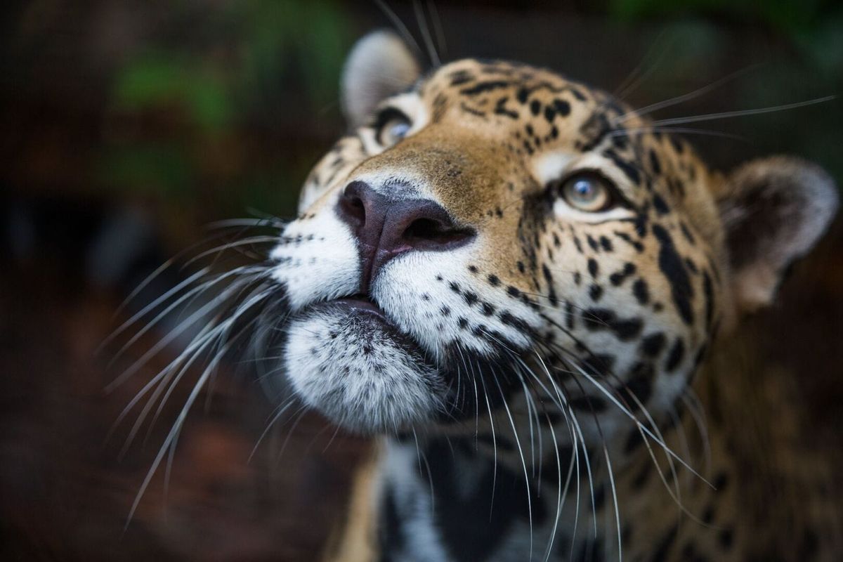 Jaguar conservation in Nayarit sparks connections with Tulum’s biodiversity challenges