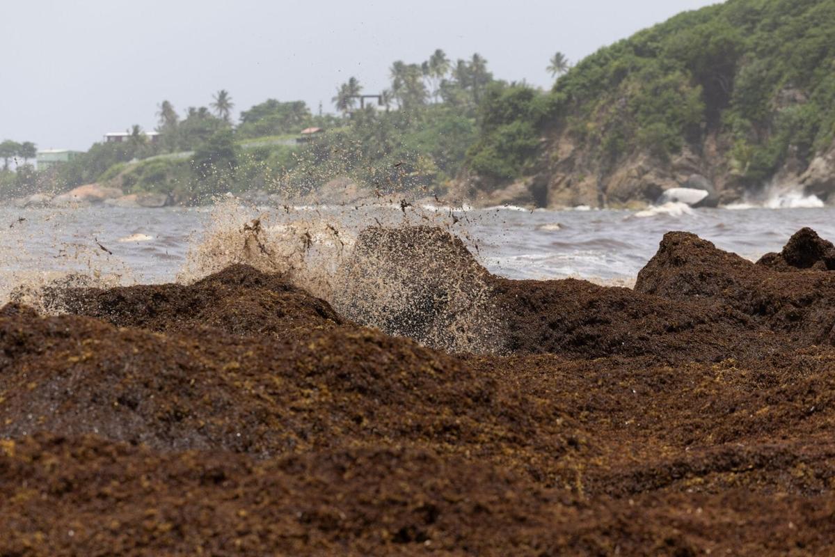 The Truth About Sargassum Seaweed in Mexico’s Caribbean The Truth About Sargassum Seaweed in Mexico’s Caribbean
