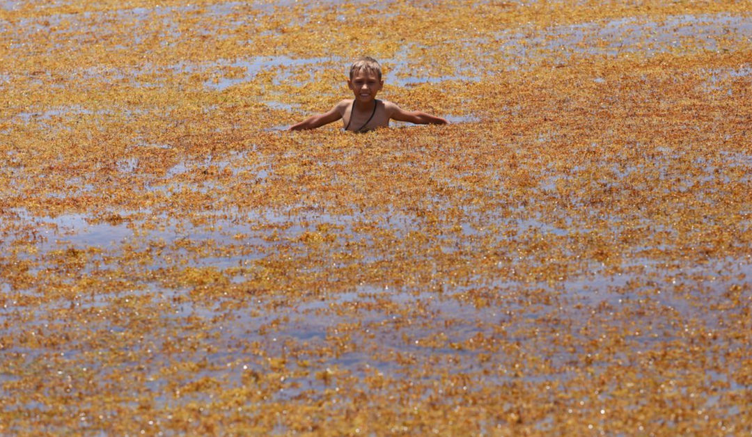 Sargassum Seaweed in Quintana Roo: Experts Propose a New Funding System