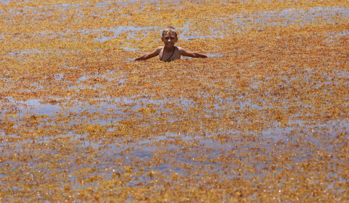Sargassum Seaweed in Quintana Roo: Experts Propose a New Funding System Sargassum Seaweed in Quintana Roo: Experts Propose a New Funding System