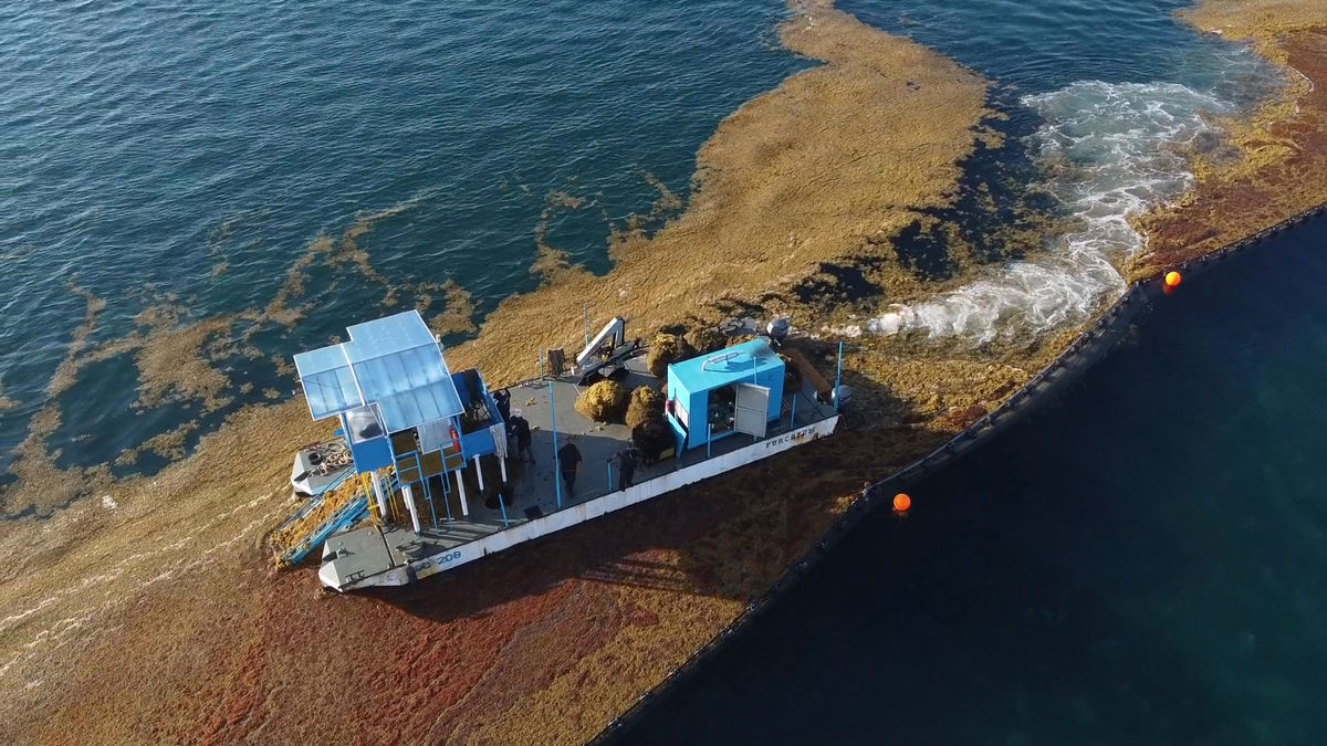 Puerto Morelos Sargazo Solution: How is the beach thriving?