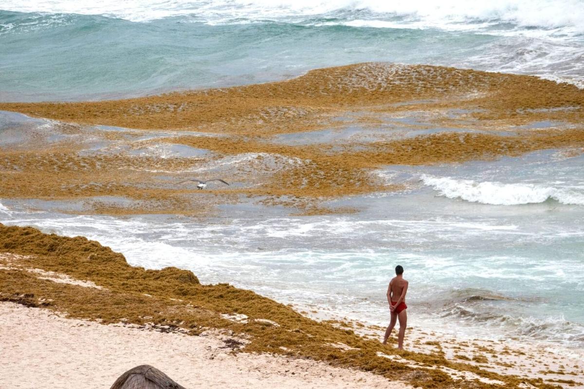 Sargazo in Cancun Beaches Poses No Health Risk, Says Study Sargazo in Cancun Beaches Poses No Health Risk, Says Study