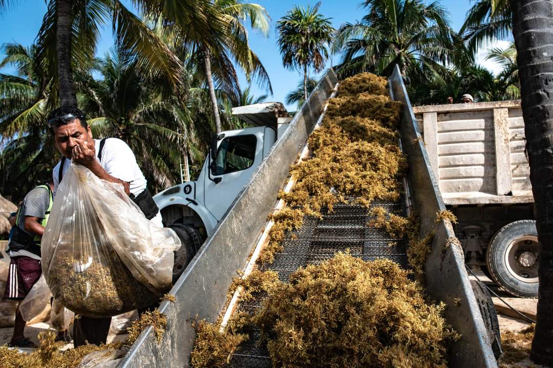 New Circular Economy Park Proposed To Tackle Sargazo in Quintana Roo