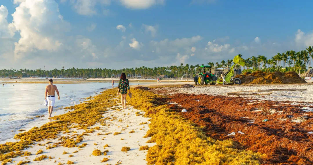 Sargassum in Mexico: Battling an Unwelcome Tide on the Caribbean Coast