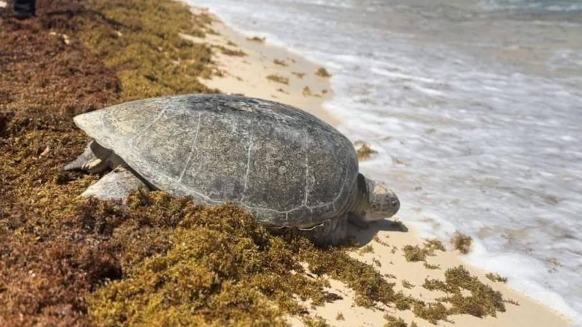Sargassum invasion puts endangered loggerhead turtles at greater risk Sargassum invasion puts endangered loggerhead turtles at greater risk