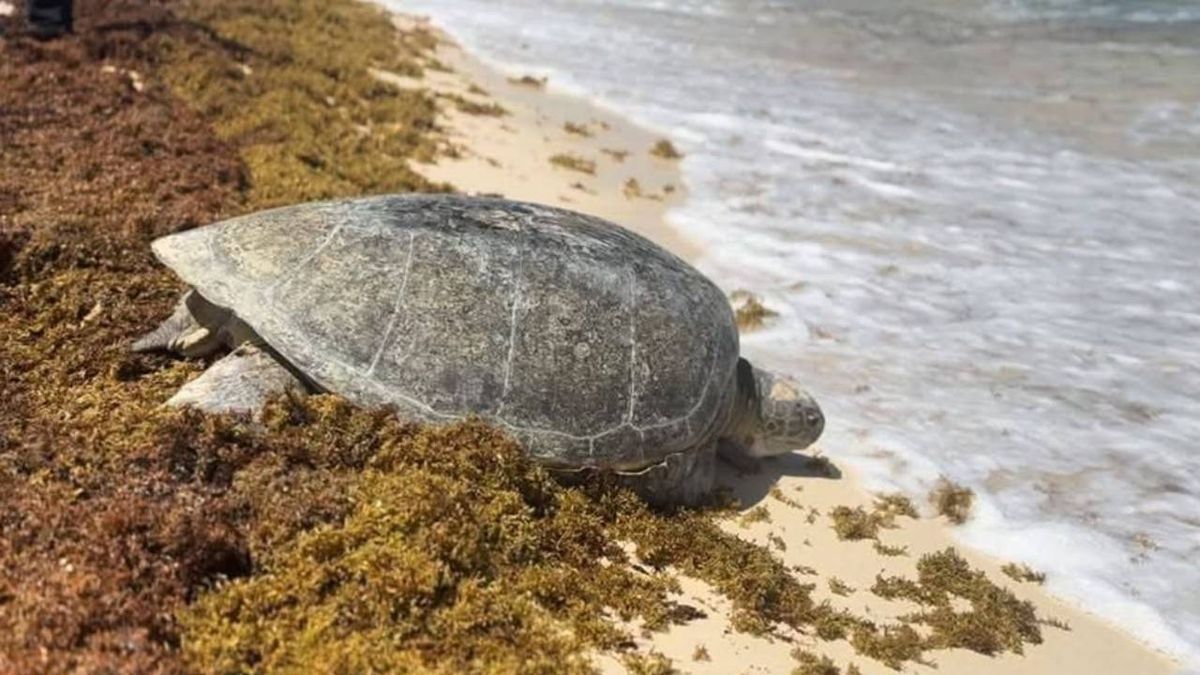 Sargassum invasion puts endangered loggerhead turtles at greater risk