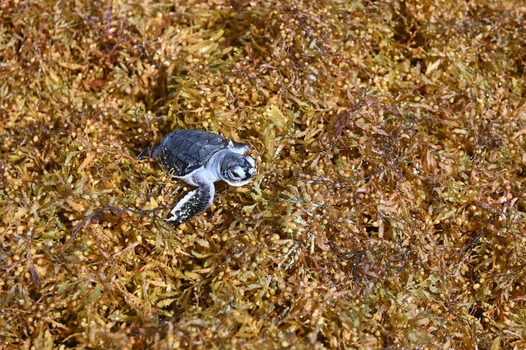 Fighting sargassum has become a battle where nature and human error both lose