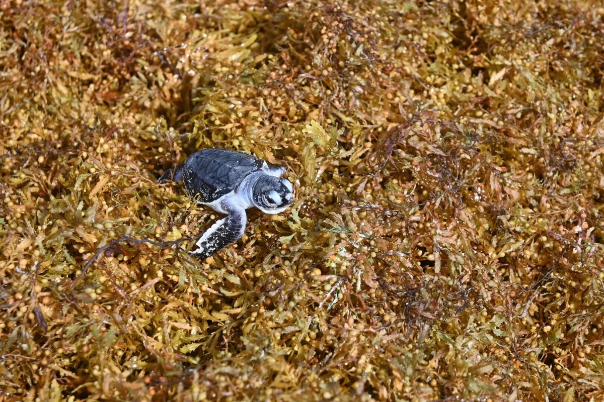 Fighting sargassum has become a battle where nature and human error both lose