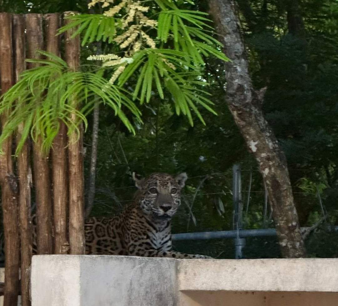 A Wild Encounter at the Edge of Civilization