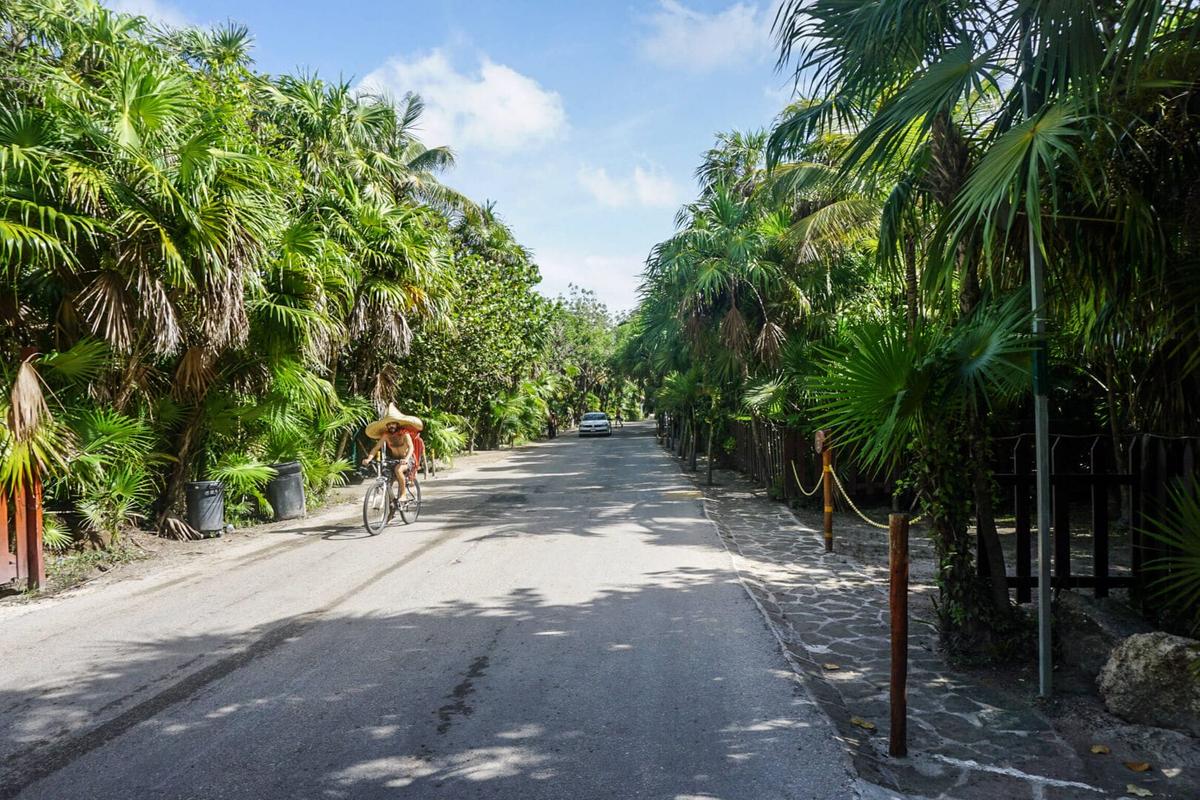 Don’t Blame the Sargassum Don’t Blame the Sargassum