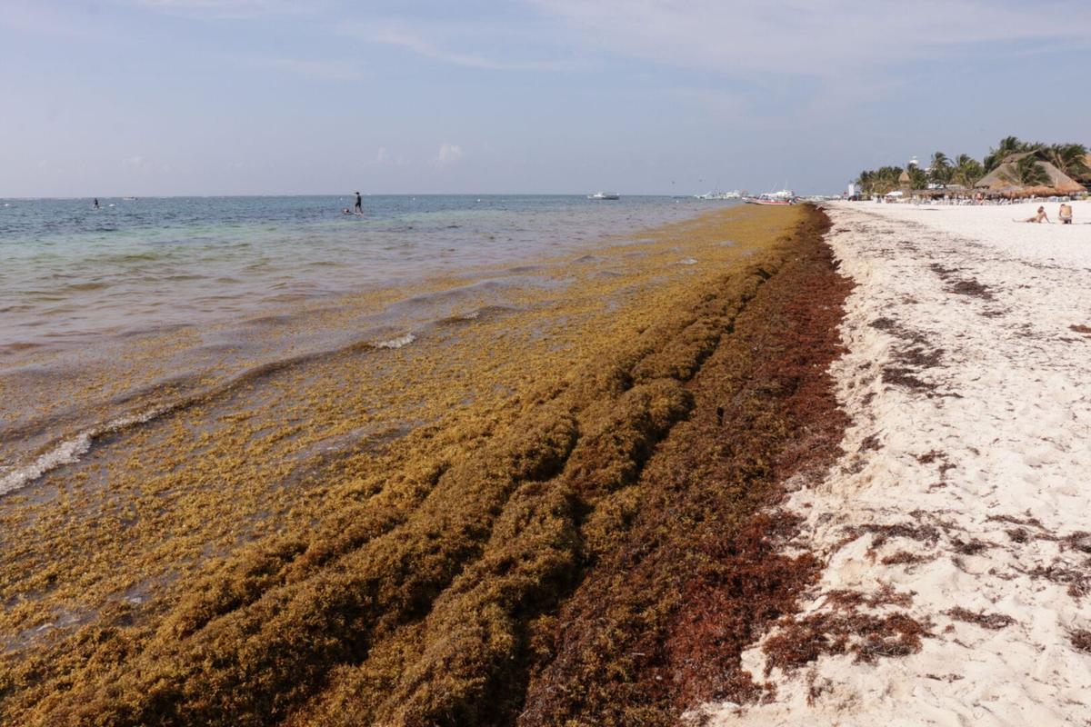Tulum Relies on 35 People to Face the Massive Sargassum Problem Tulum Relies on 35 People to Face the Massive Sargassum Problem