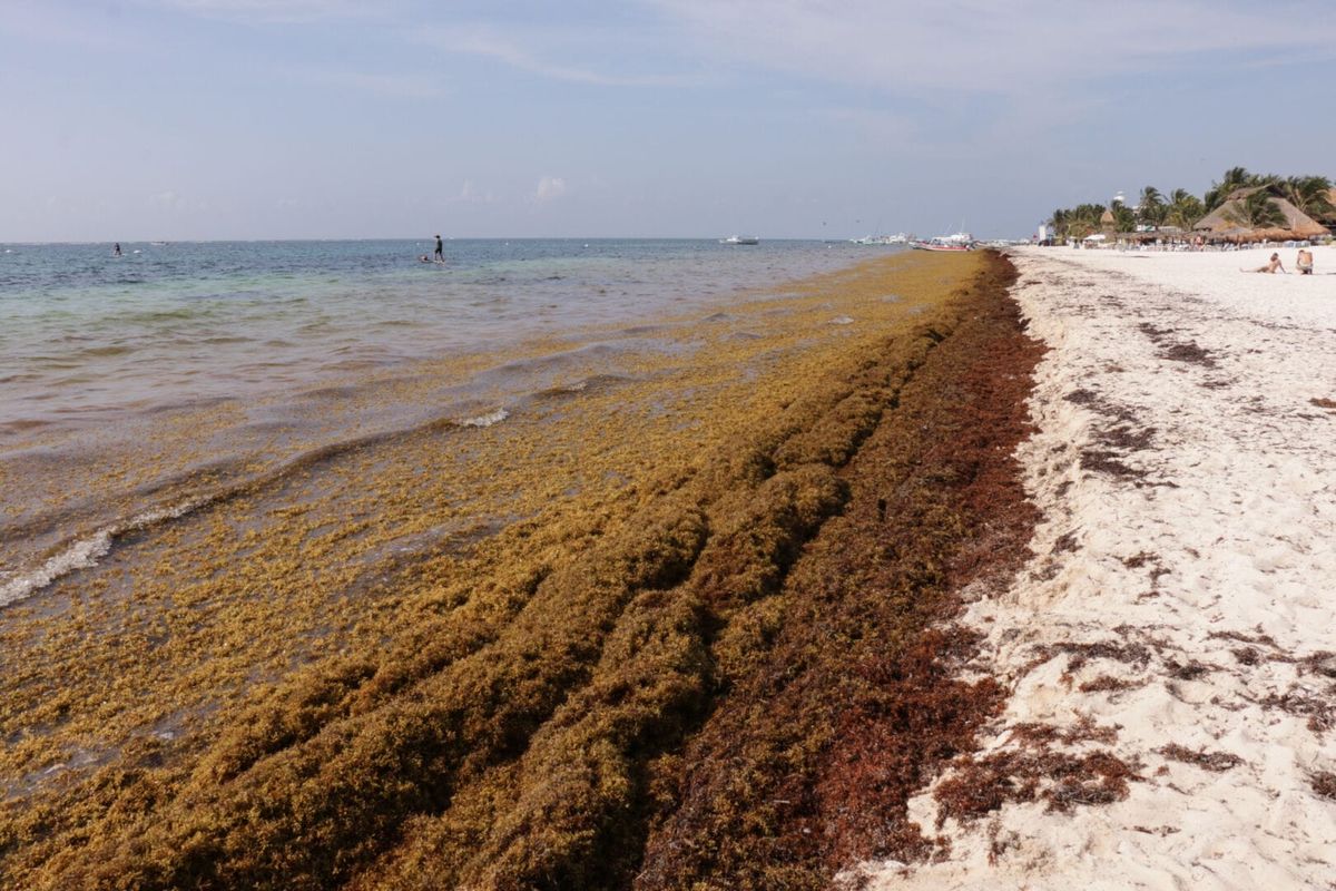 Tulum Relies on 35 People to Face the Massive Sargassum Problem