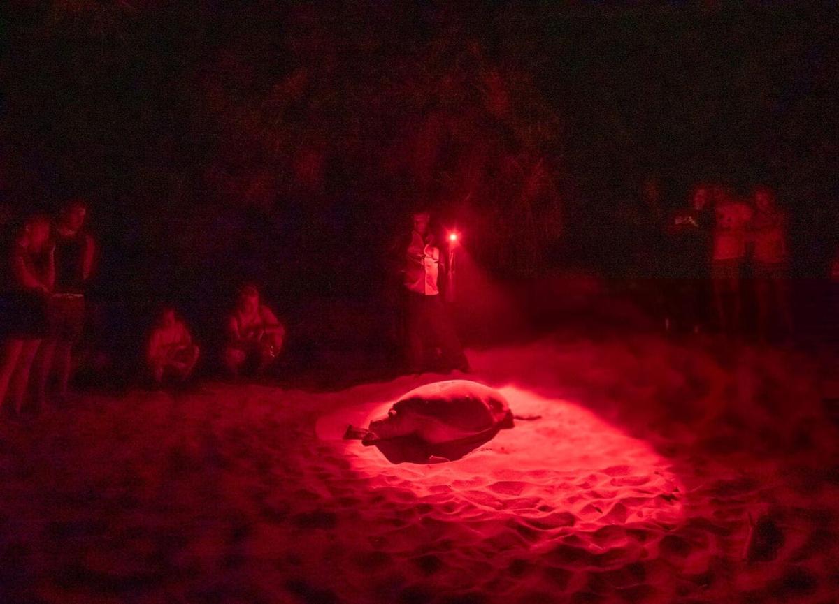 Tulum beaches see over 650 sea turtle nests as conservation teams work through the night Tulum beaches see over 650 sea turtle nests as conservation teams work through the night