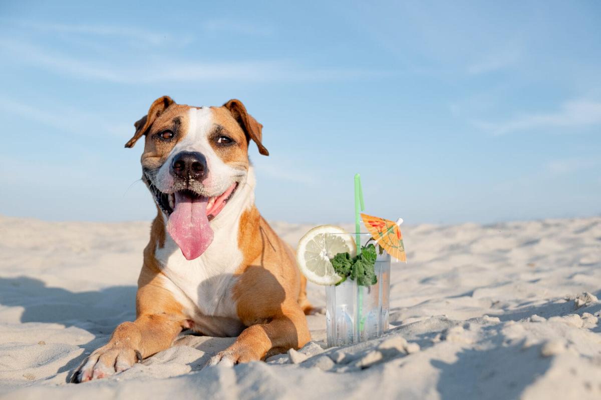 How to Prevent Heat Stroke in Dogs During the Hot Summer Months How to Prevent Heat Stroke in Dogs During the Hot Summer Months