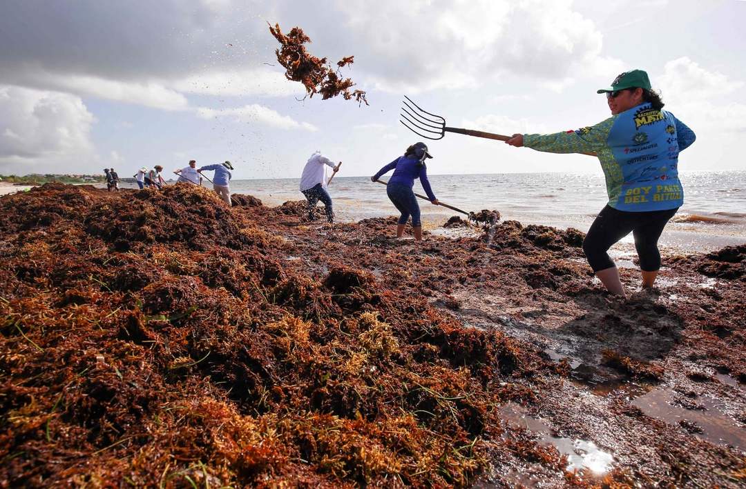 Permanent barrier proposed to stop sargassum seaweed from flooding Tulum beaches