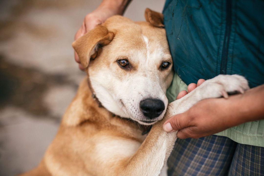 Rescue animals take center stage at Tulum’s biggest pet adoption event Rescue animals take center stage at Tulum’s biggest pet adoption event