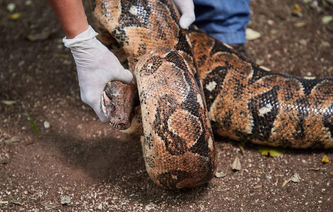 This Boa Constrictor Took a Wrong Turn and Ended Up in a Tulum Backyard