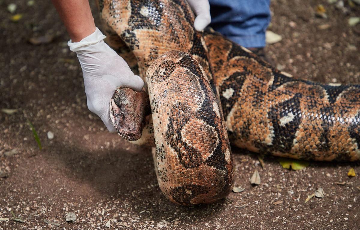 This Boa Constrictor Took a Wrong Turn and Ended Up in a Tulum Backyard This Boa Constrictor Took a Wrong Turn and Ended Up in a Tulum Backyard